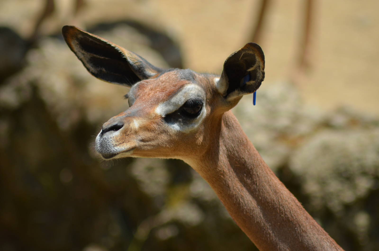 Gerenuk