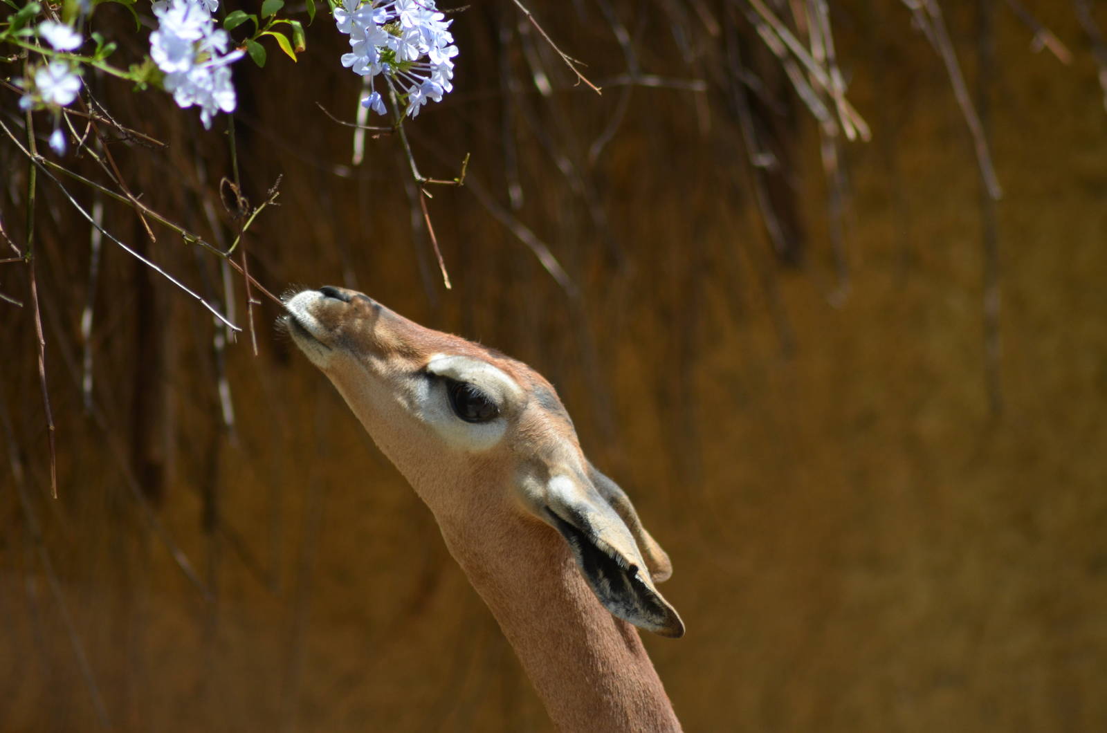 Gerenuk