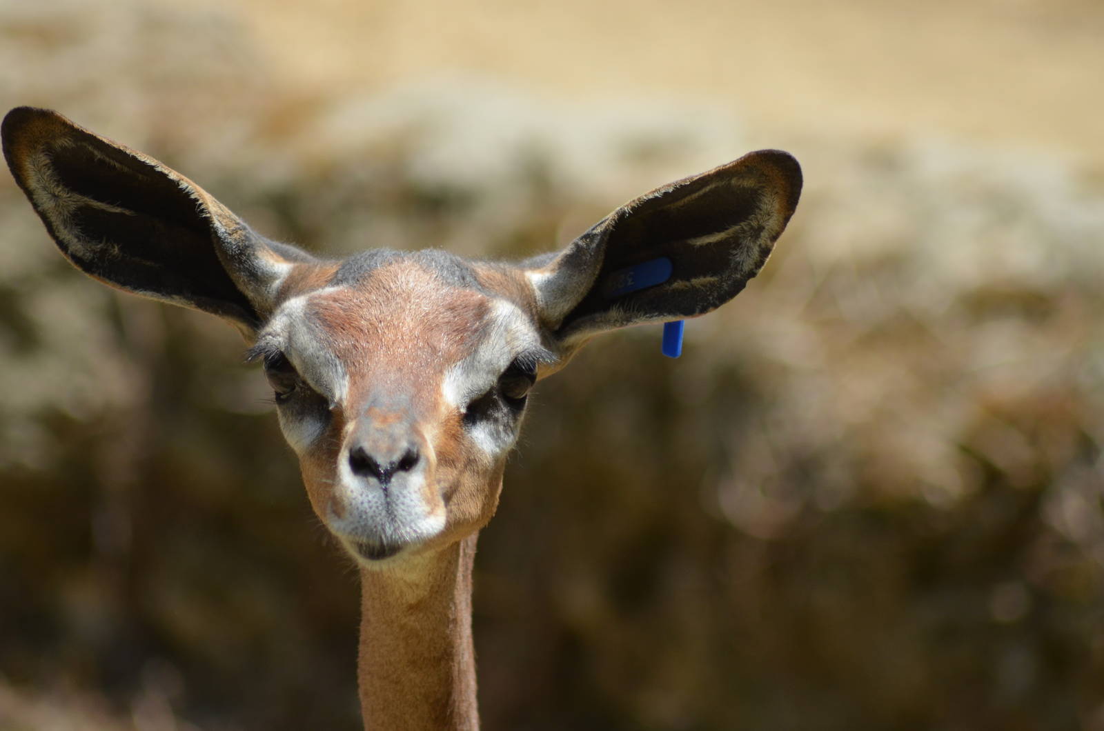 Gerenuk