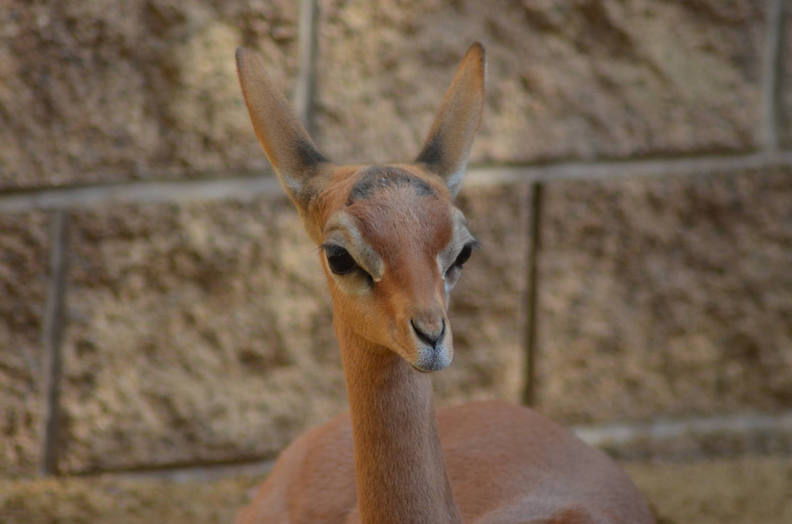 Gerenuk