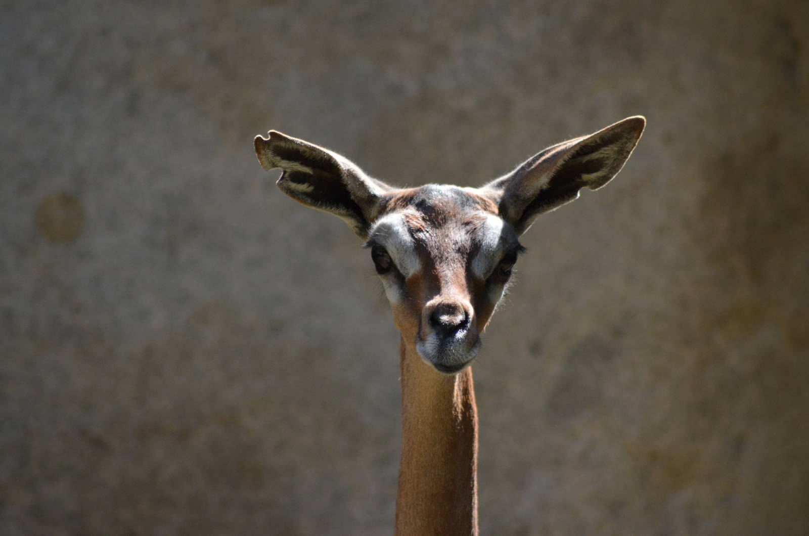 Gerenuk