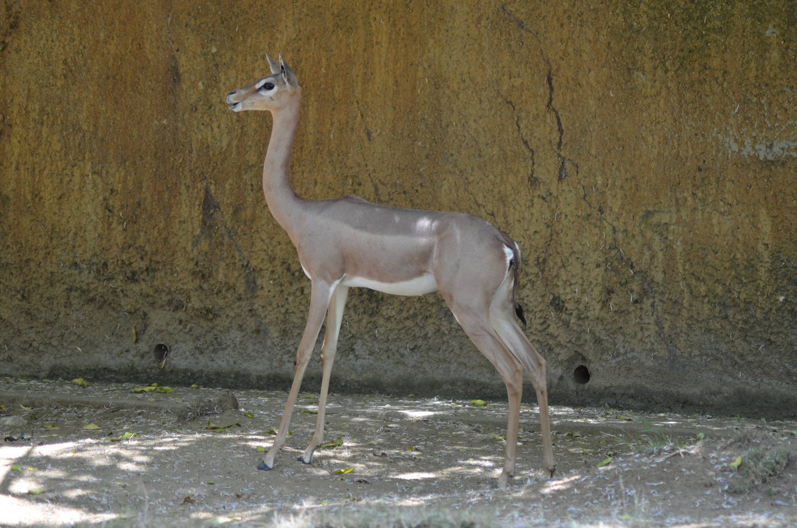 Gerenuk
