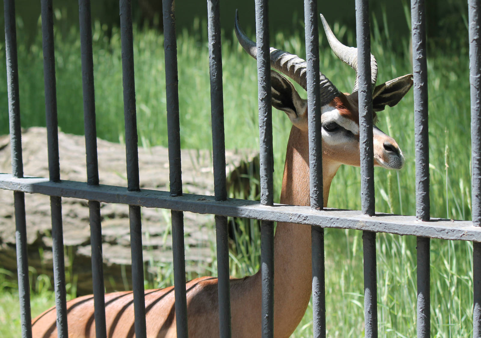 Gerenuk