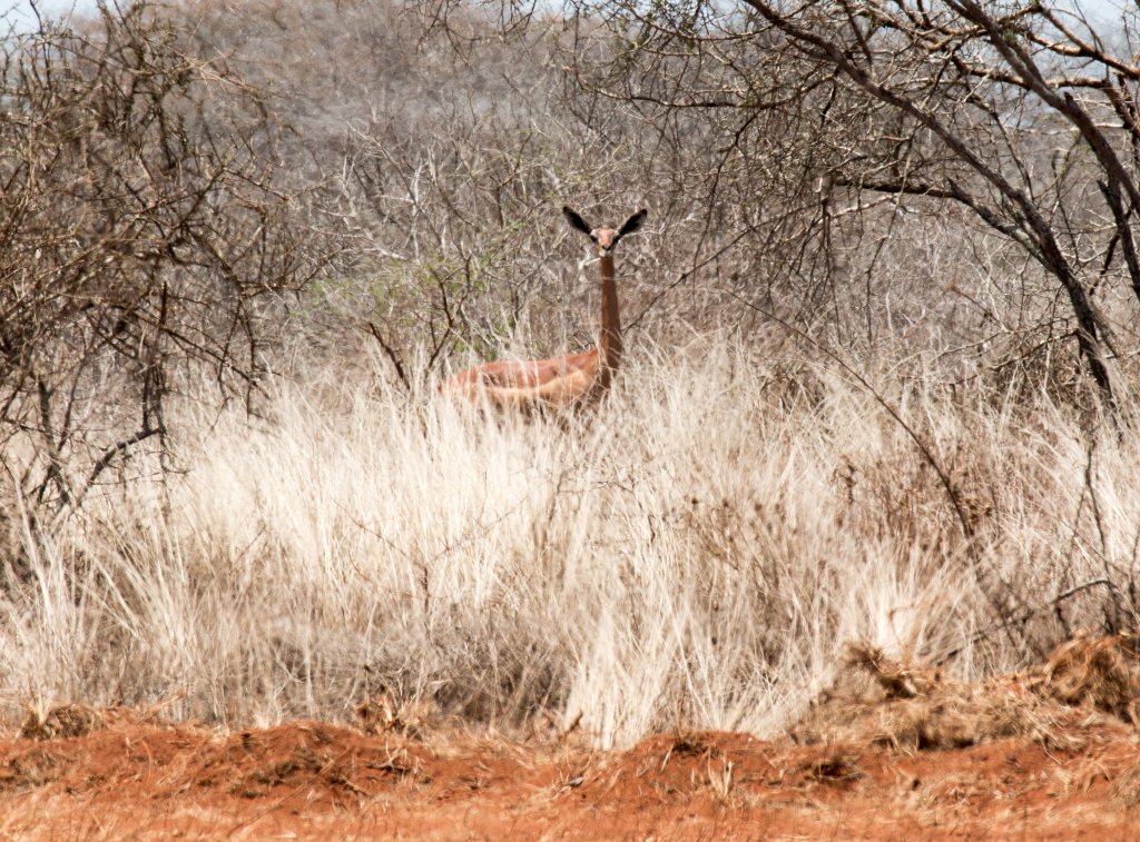 Gerenuk