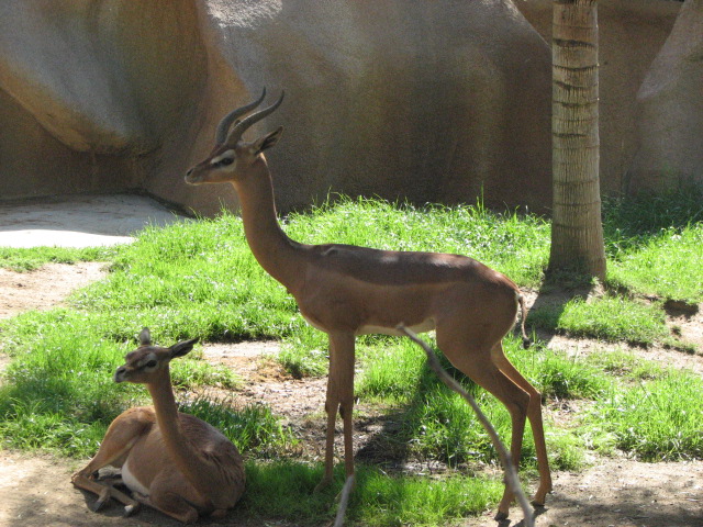 Gerenuk