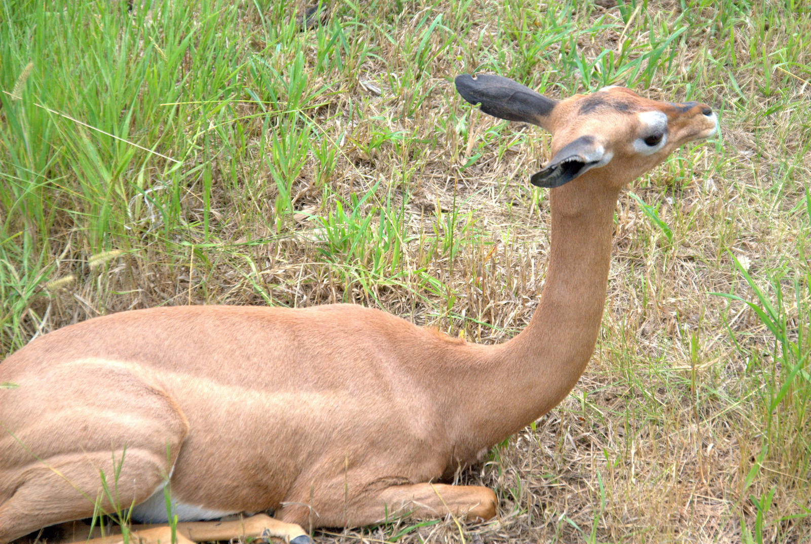 Gerenuk