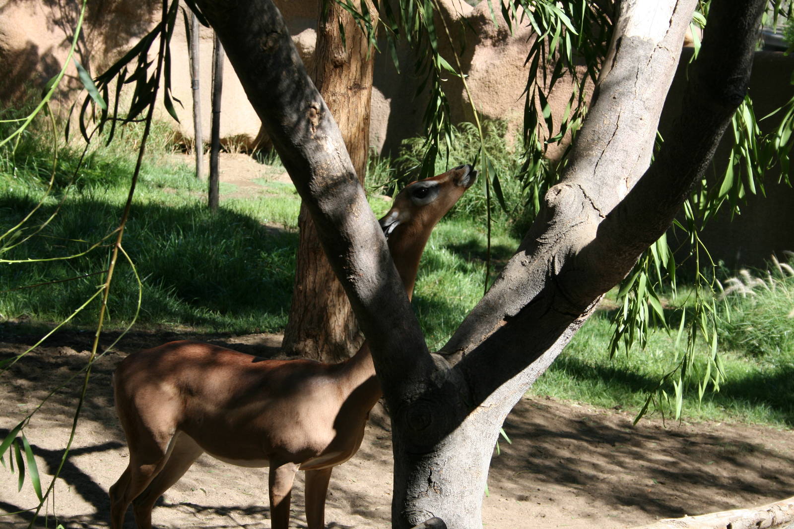 Gerenuk