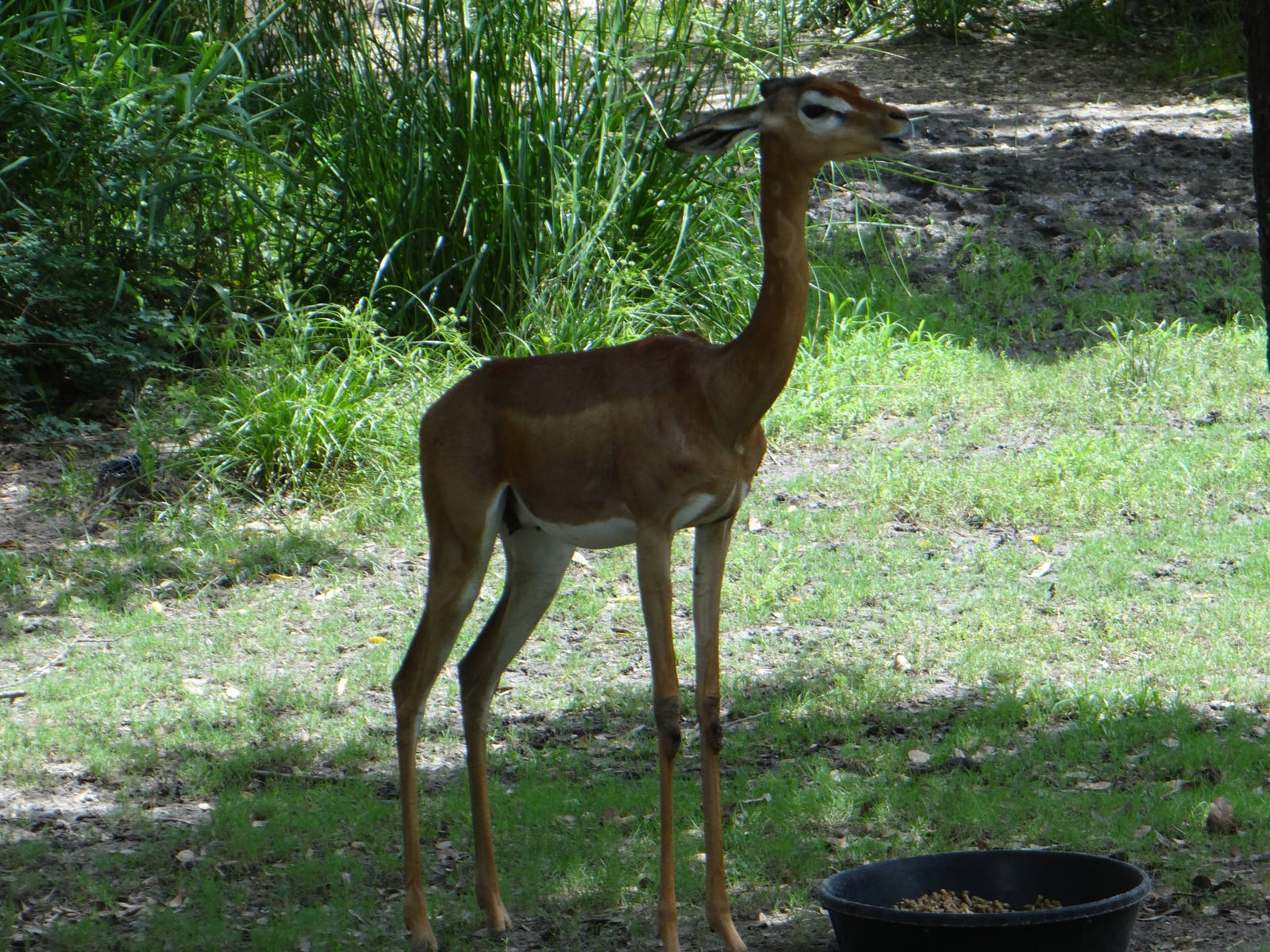 Gerenuk