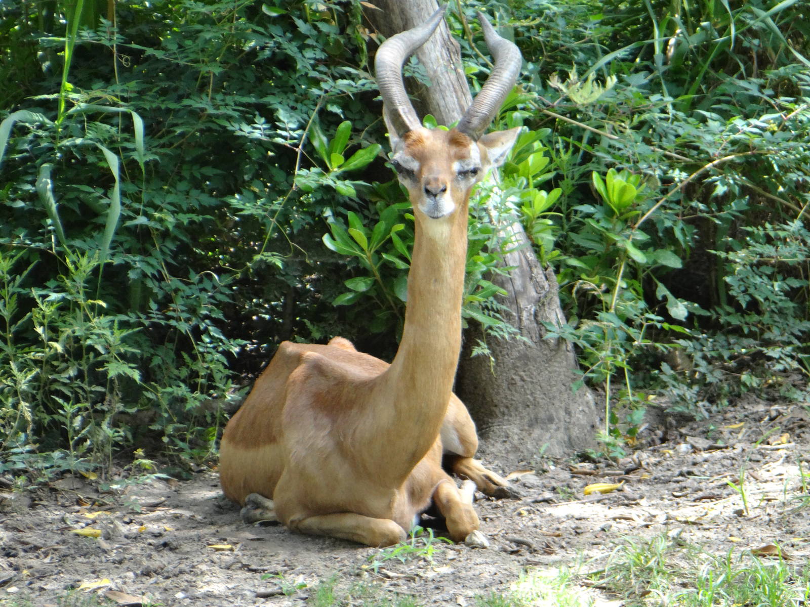 Gerenuk