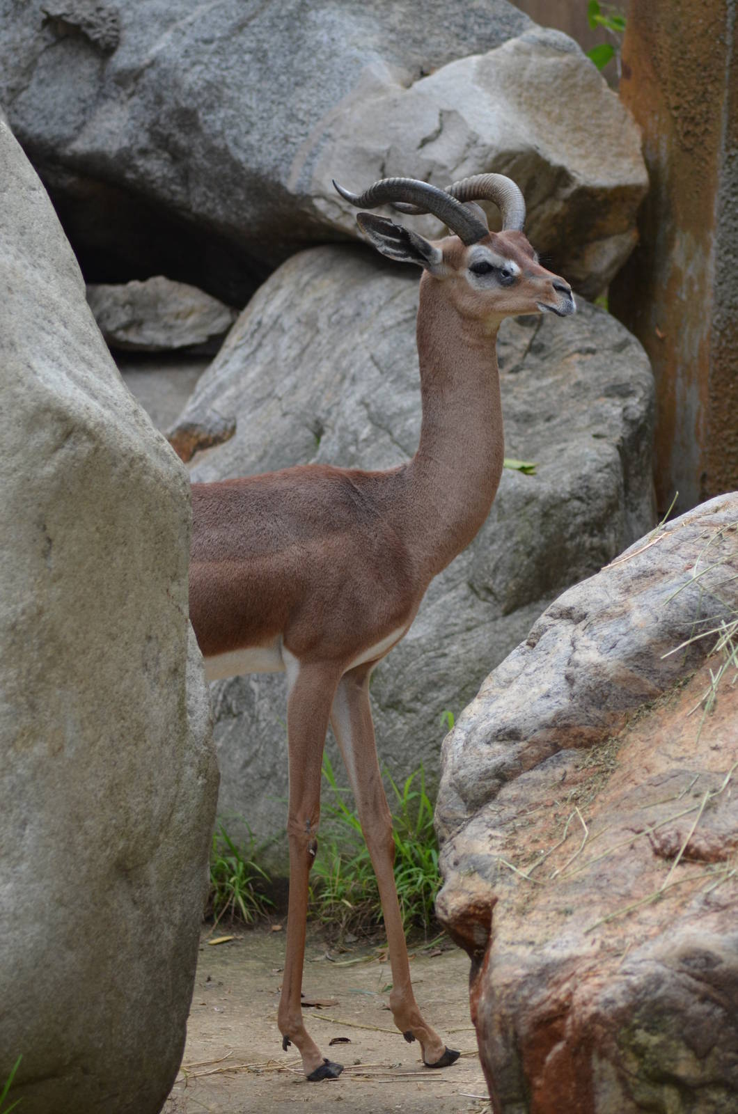Gerenuk