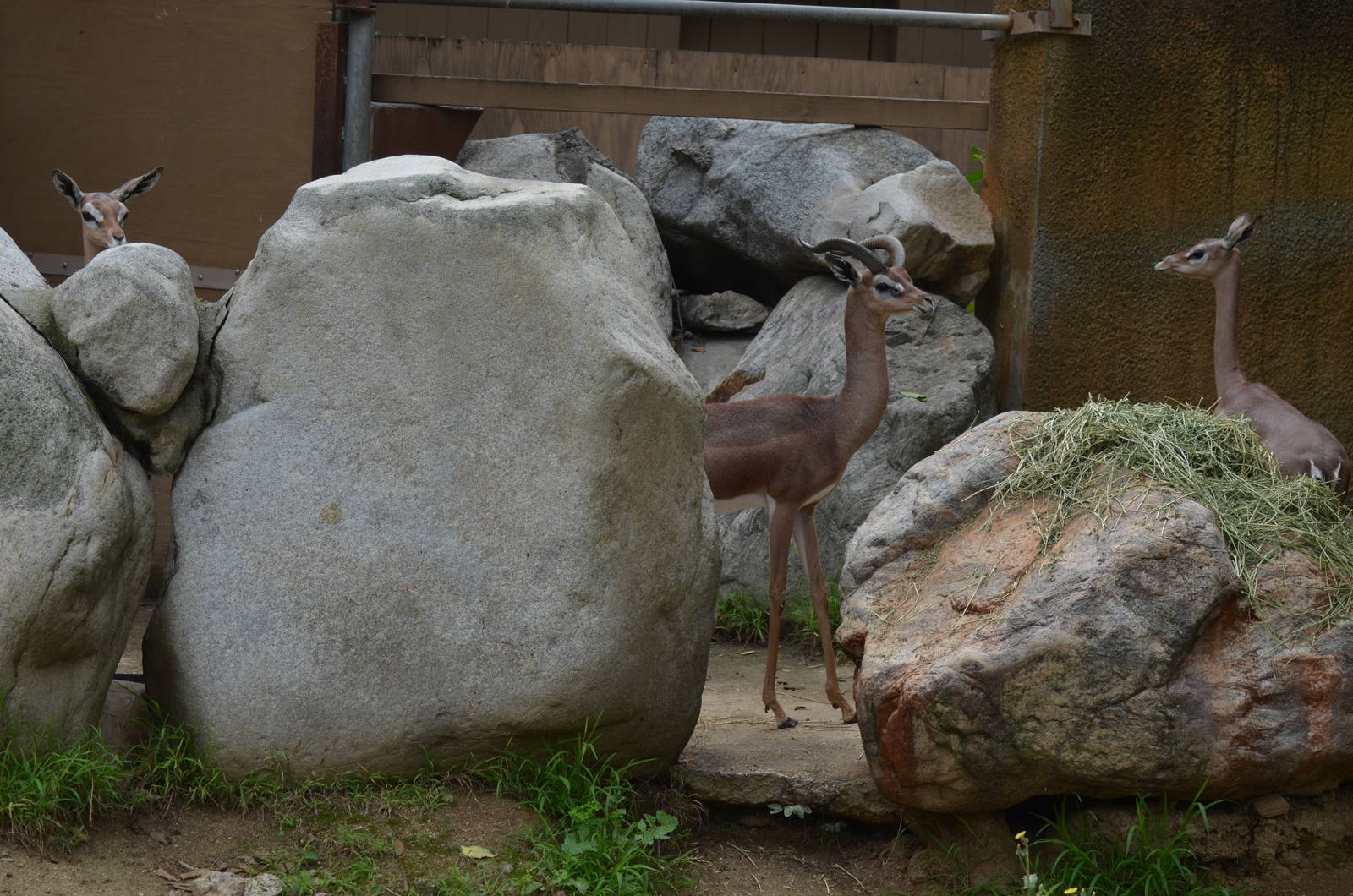 Gerenuk