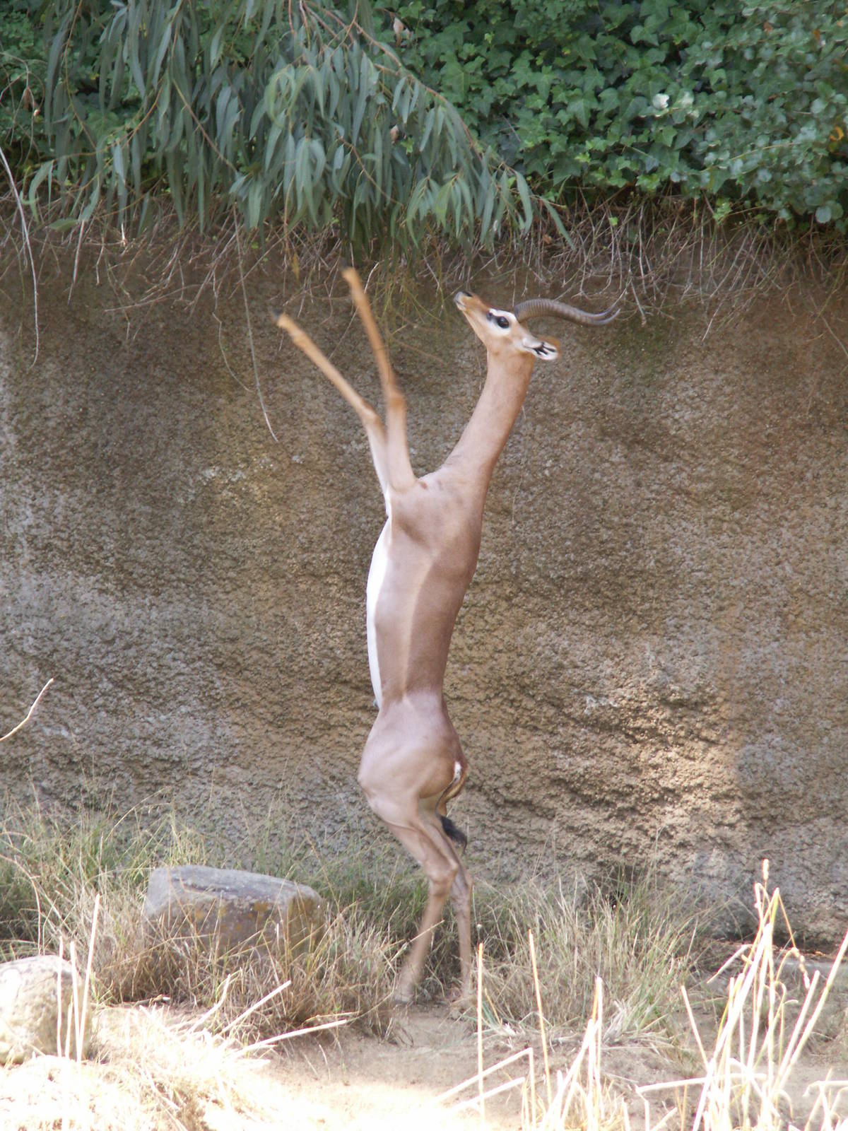gerenuk