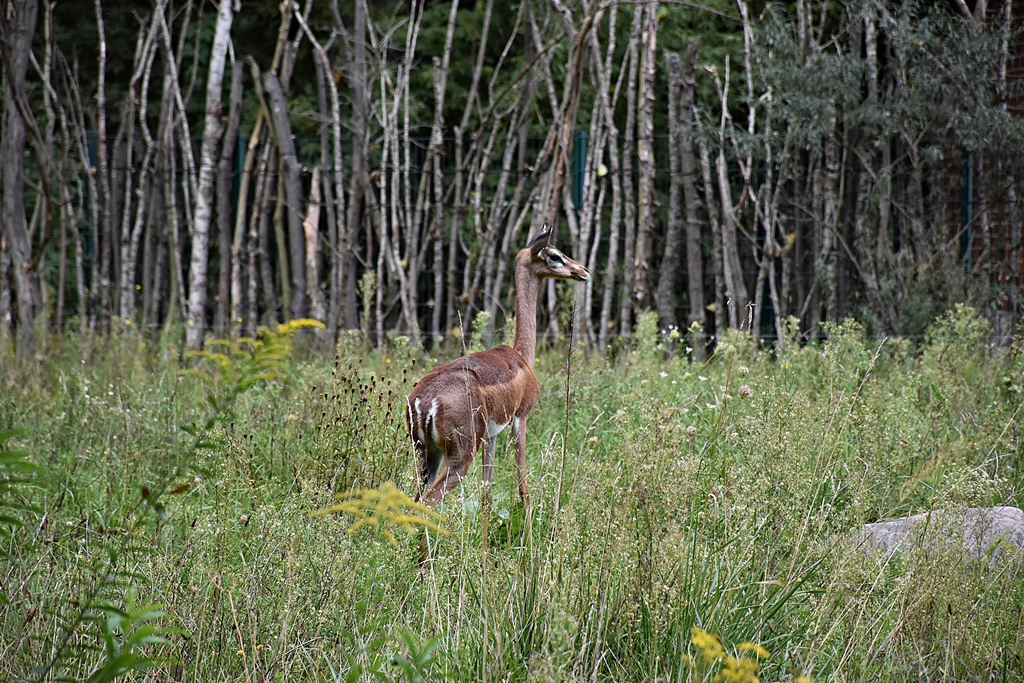 Gerenuk