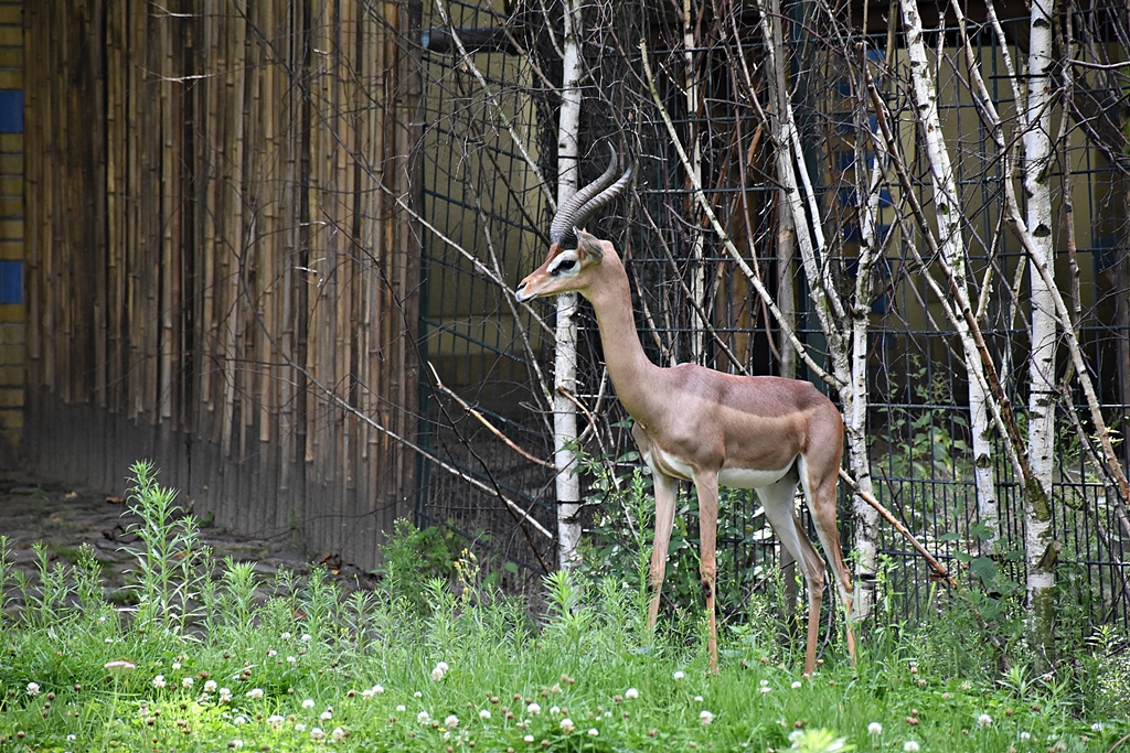 Gerenuk