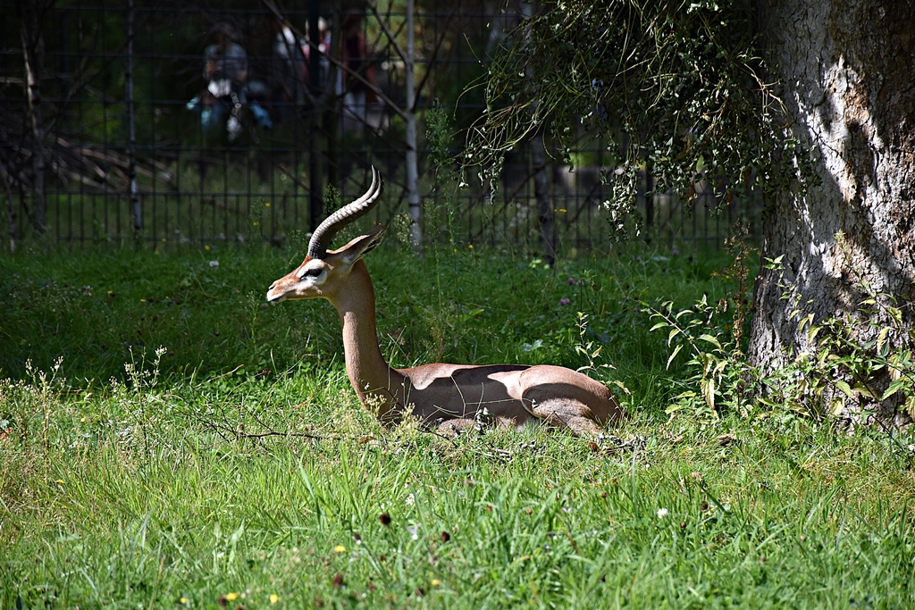 Gerenuk