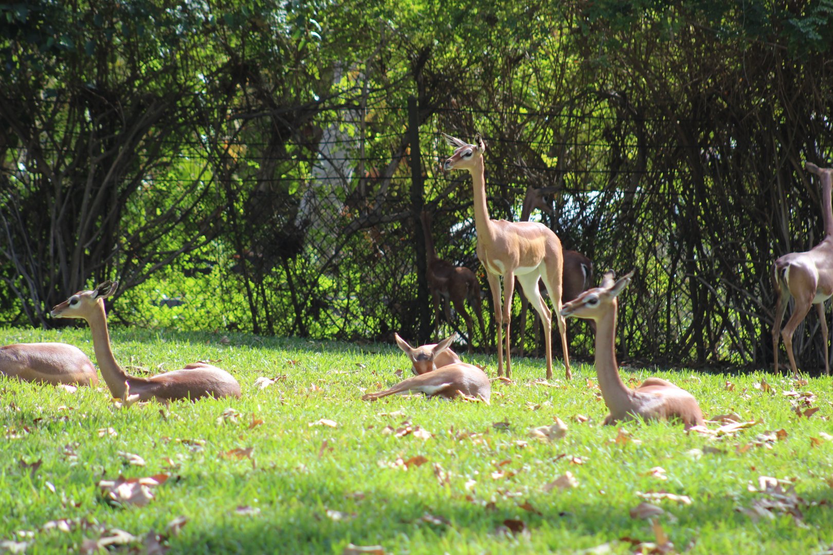 Gerenuk