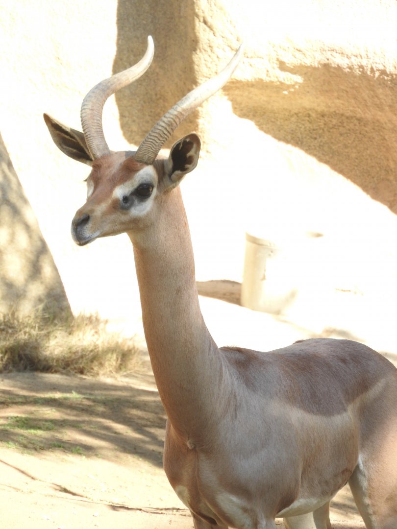 Gerenuk
