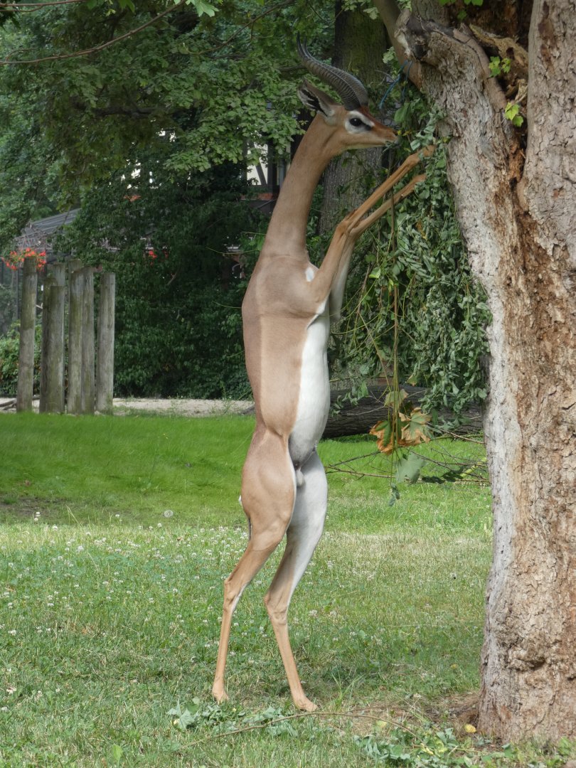 Gerenuk