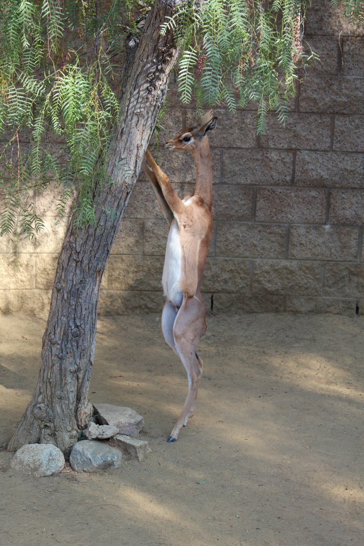 Gerenuk