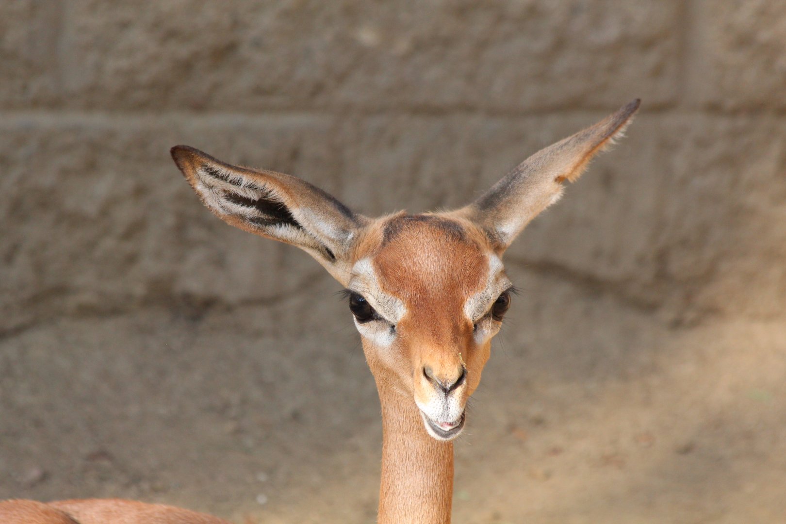 Gerenuk