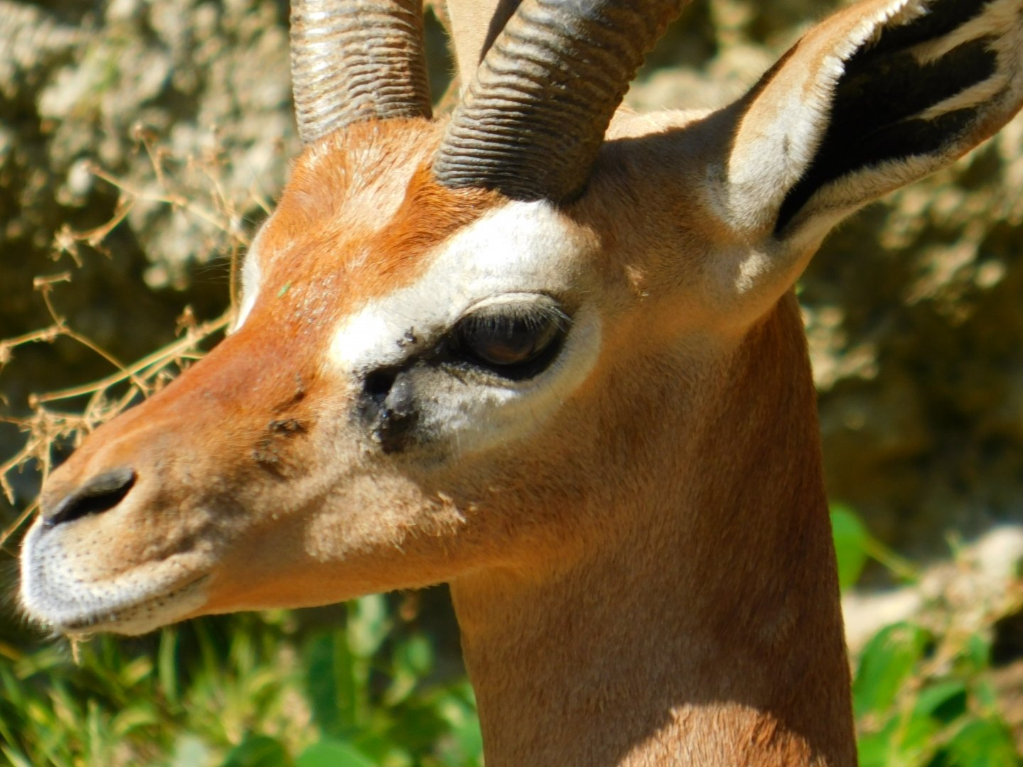 Gerenuk
