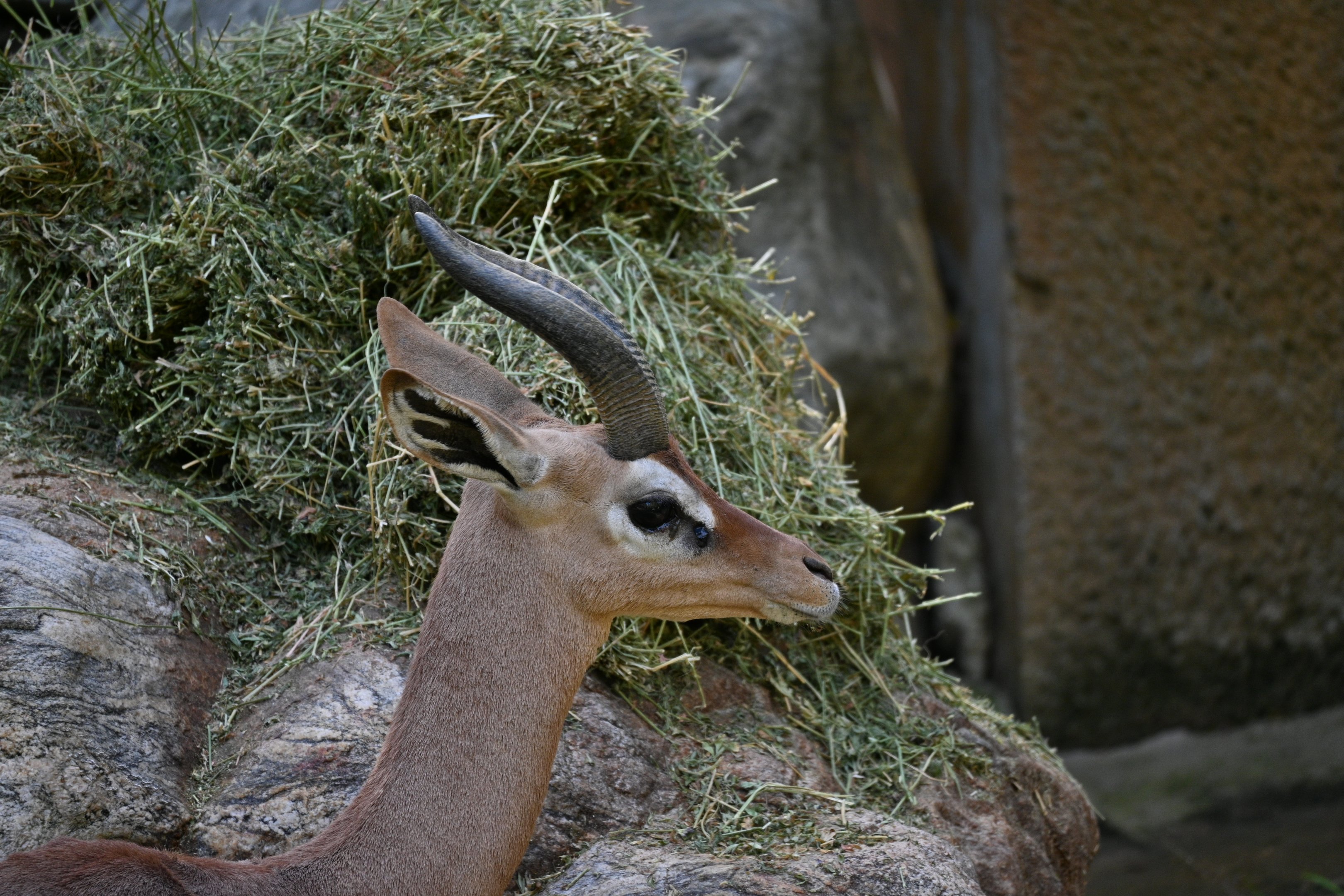Gerenuk