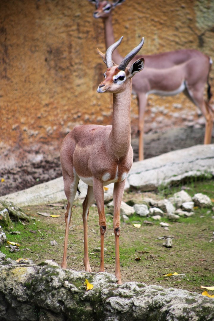 Gerenuk