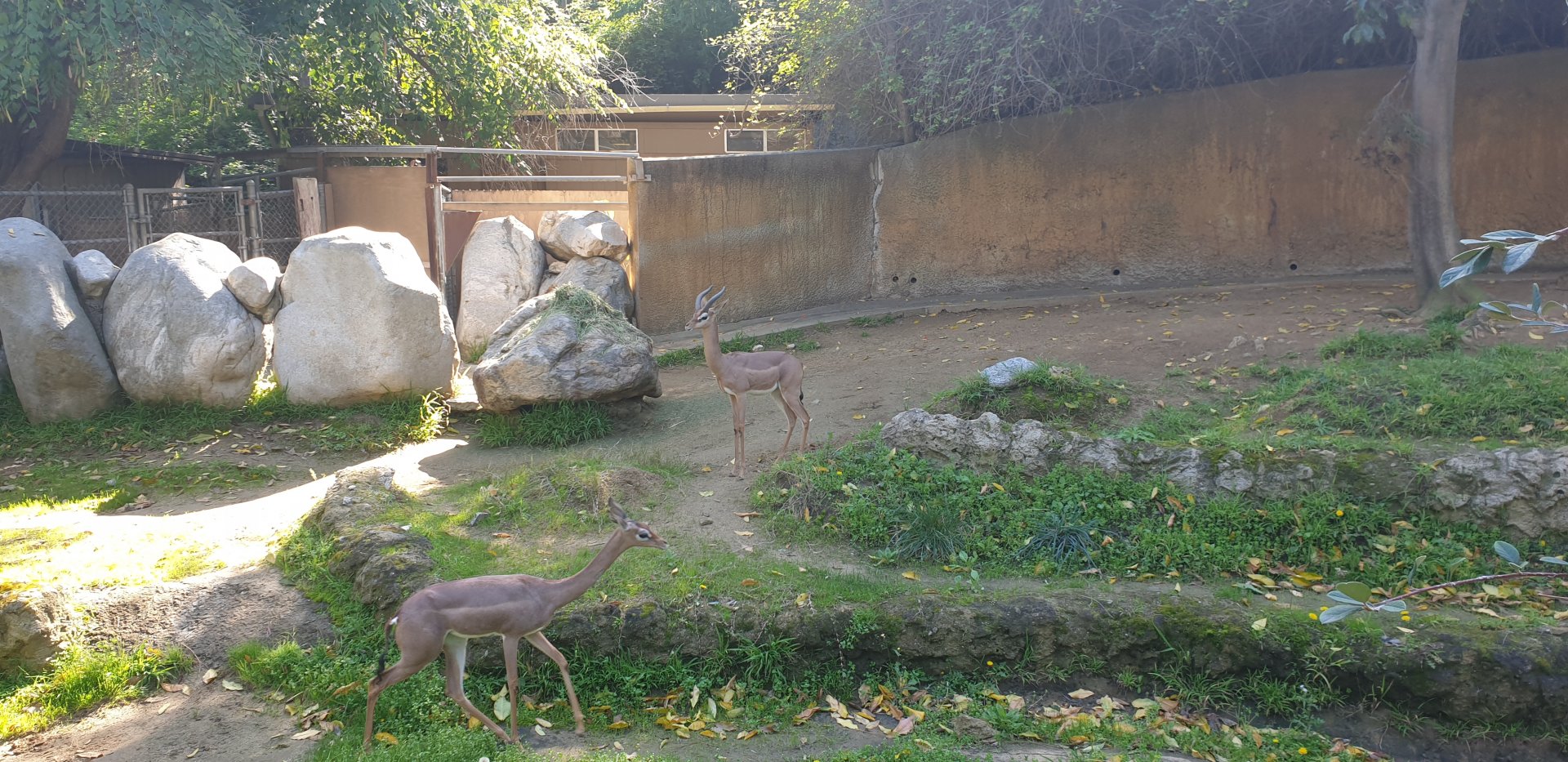 Gerenuk