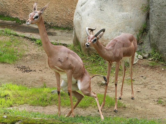 Gerenuk