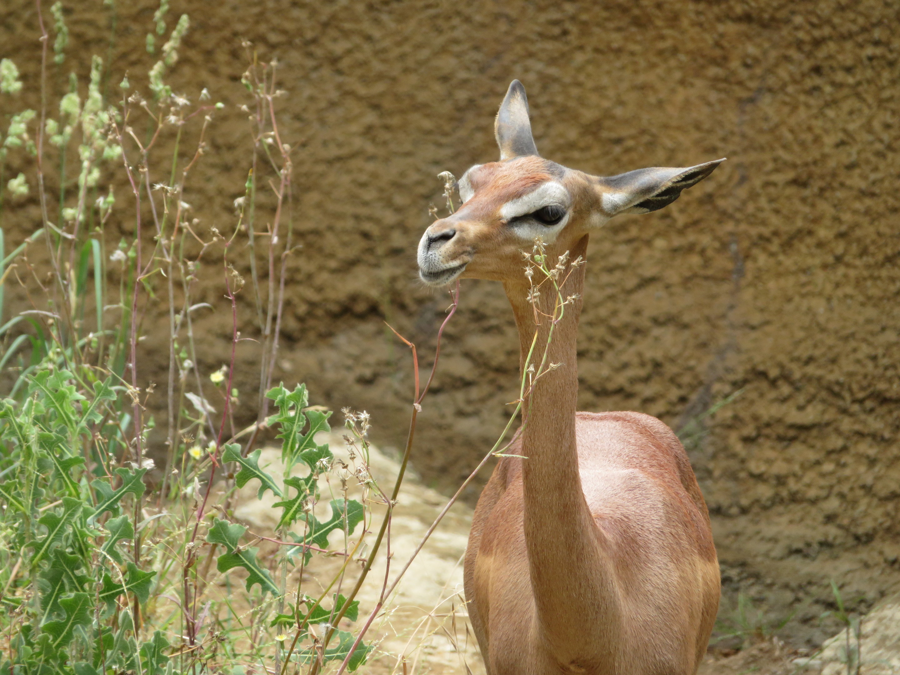 Gerenuk