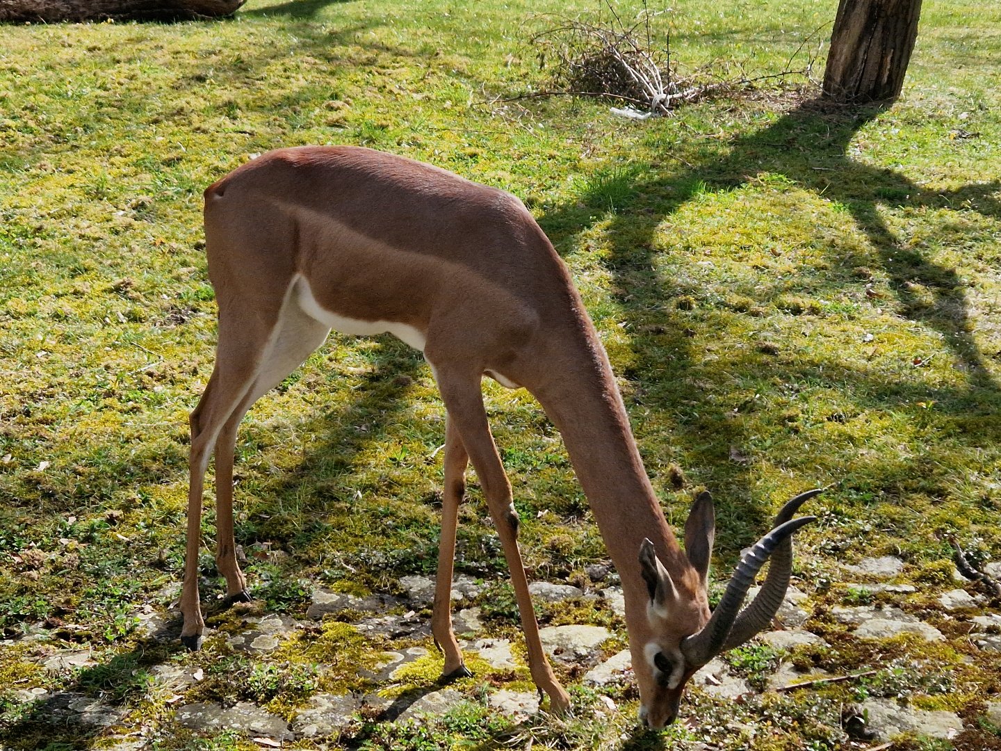 Gerenuk