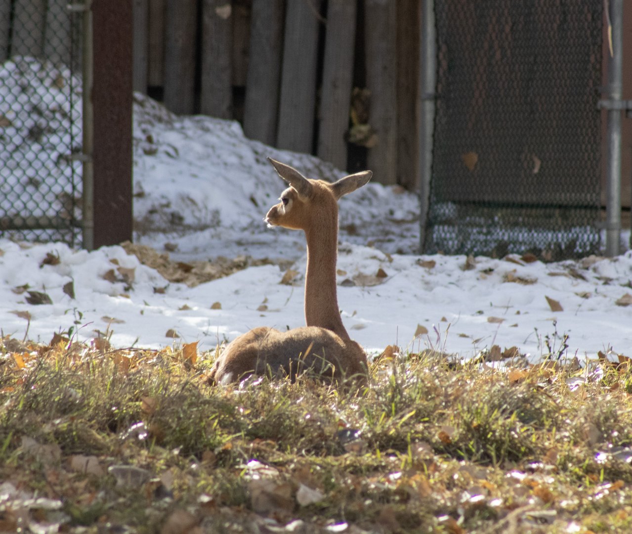 Gerenuk