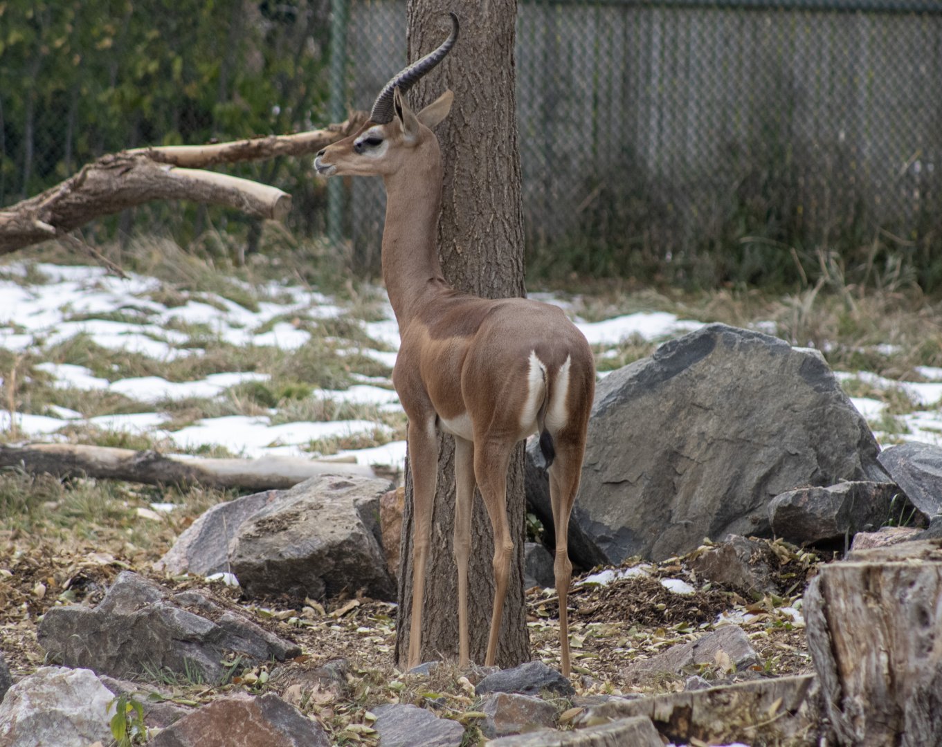 Gerenuk