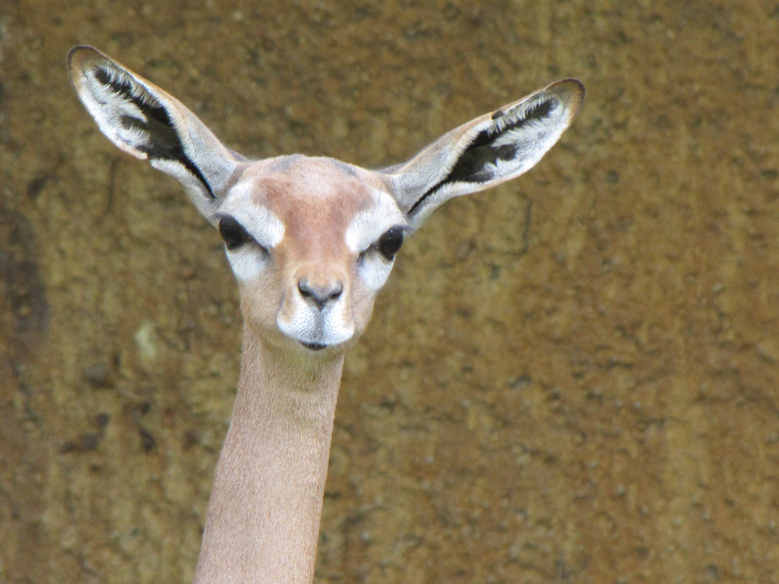 Gerenuk