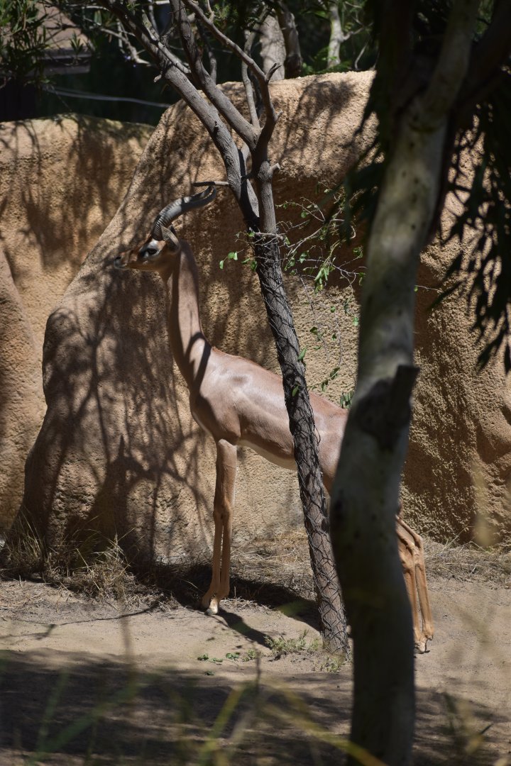 Gerenuk