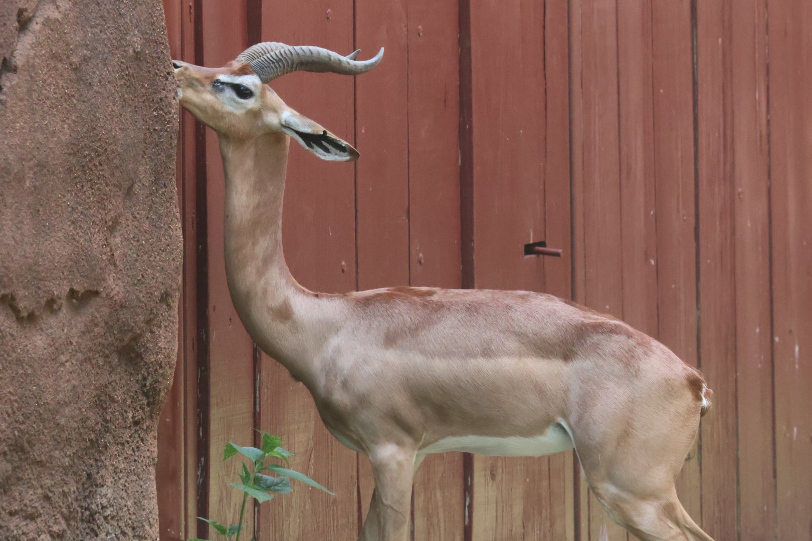 Gerenuk