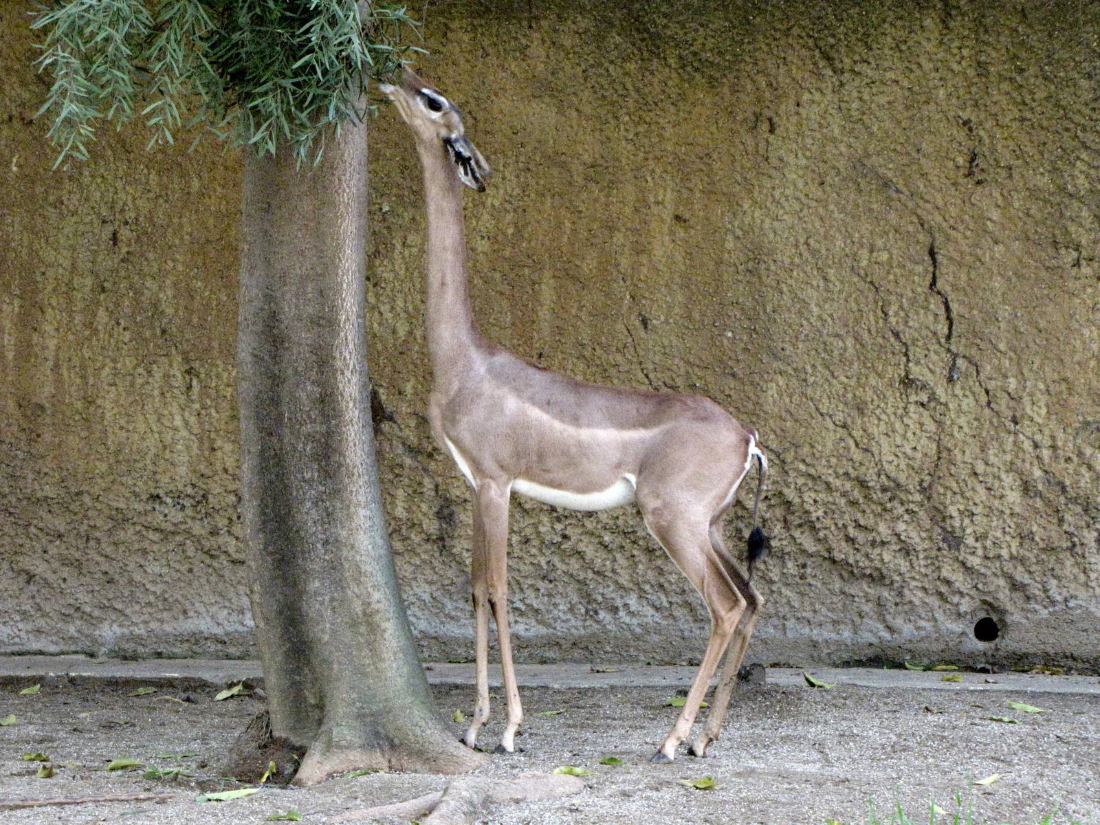Gerenuk