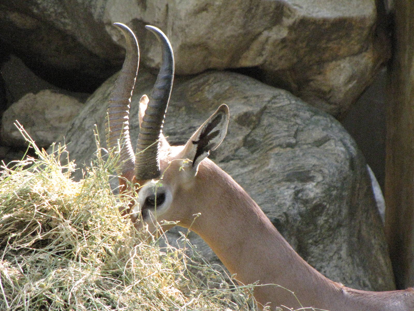 Gerenuk