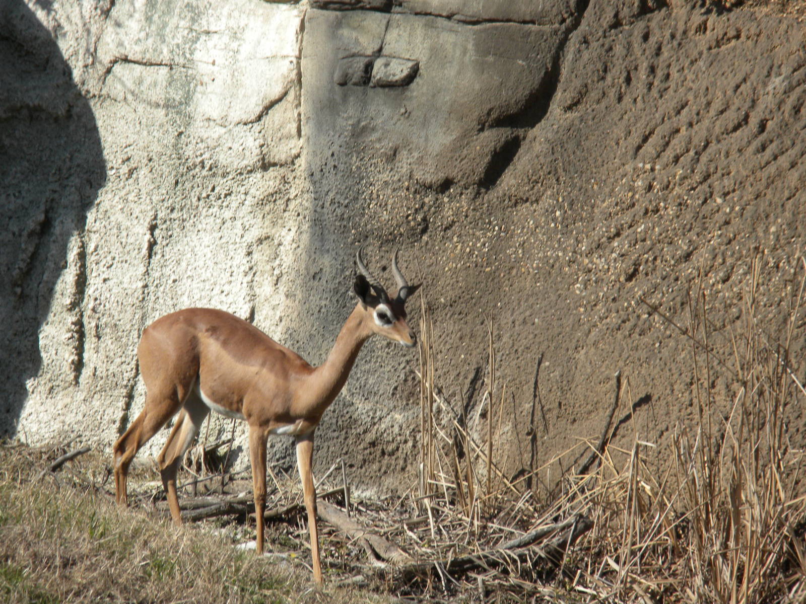 Gerenuk