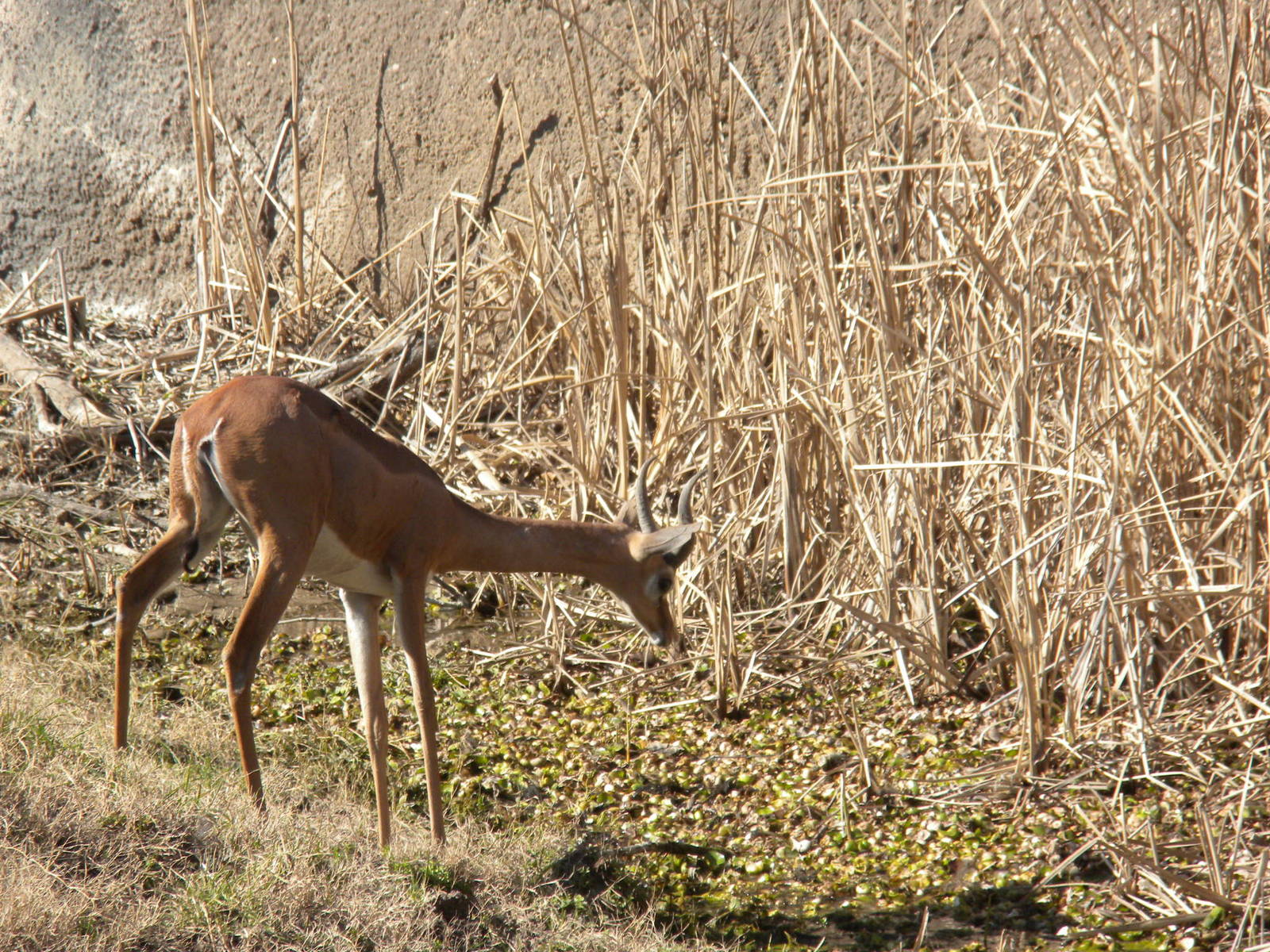 Gerenuk