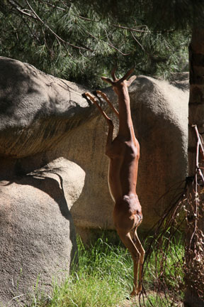 gerenuk