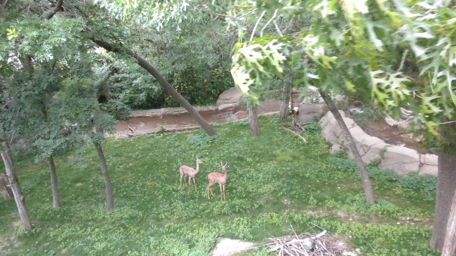 Gerenuk