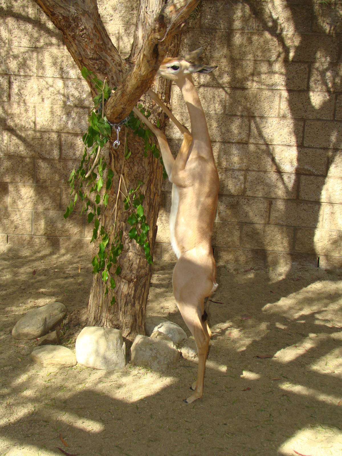 Gerenuk