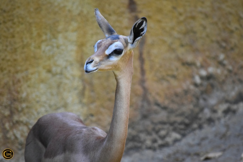 Gerenuk_zc