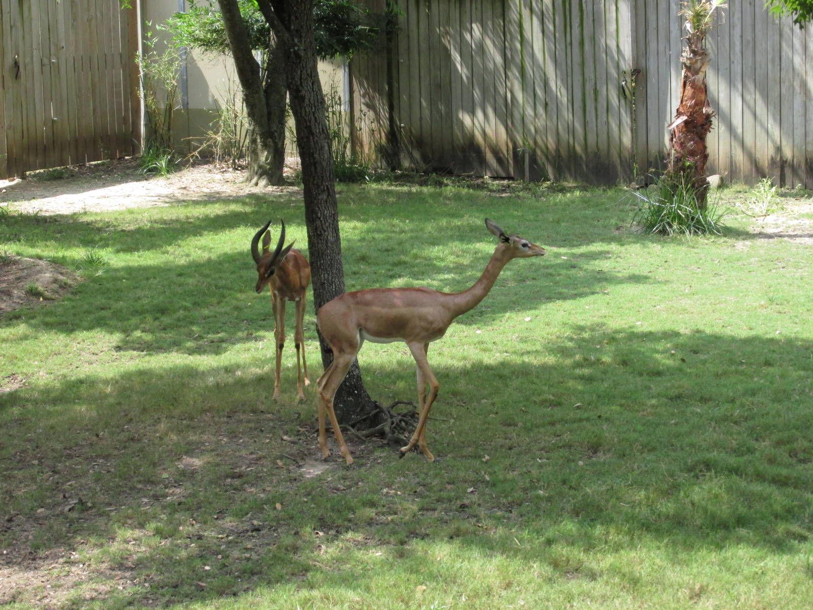 gerenuks houston zoo