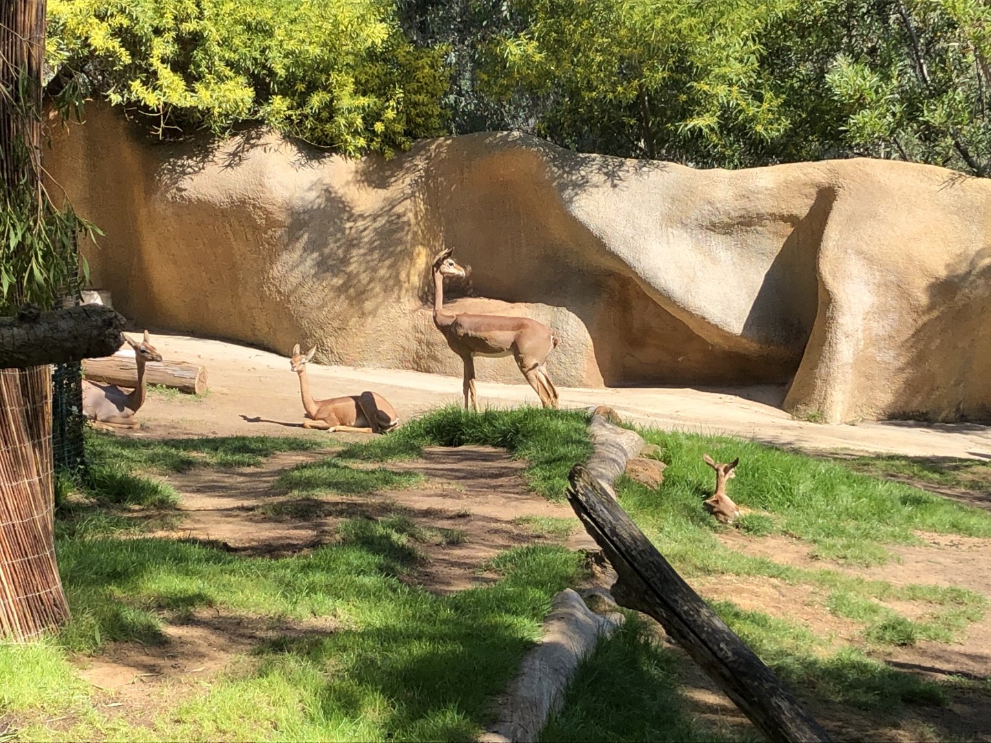 Gerenuks, including a 5-day-old