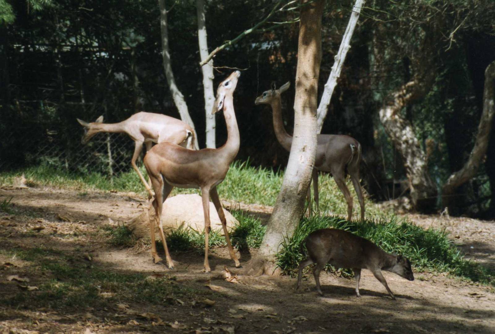 Gerenuks with maxwell duiker