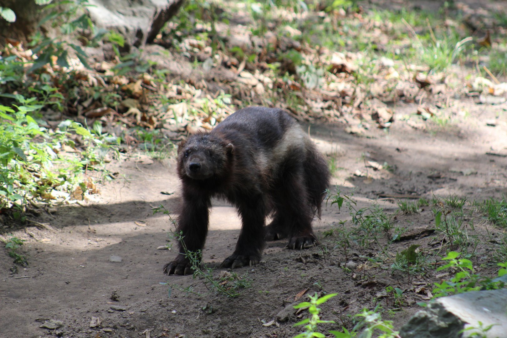 Geriatric European Wolverine