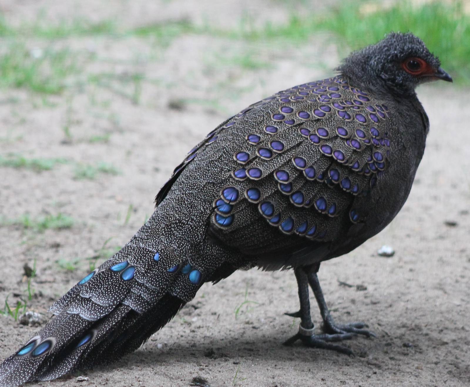 Germain peacock-pheasant