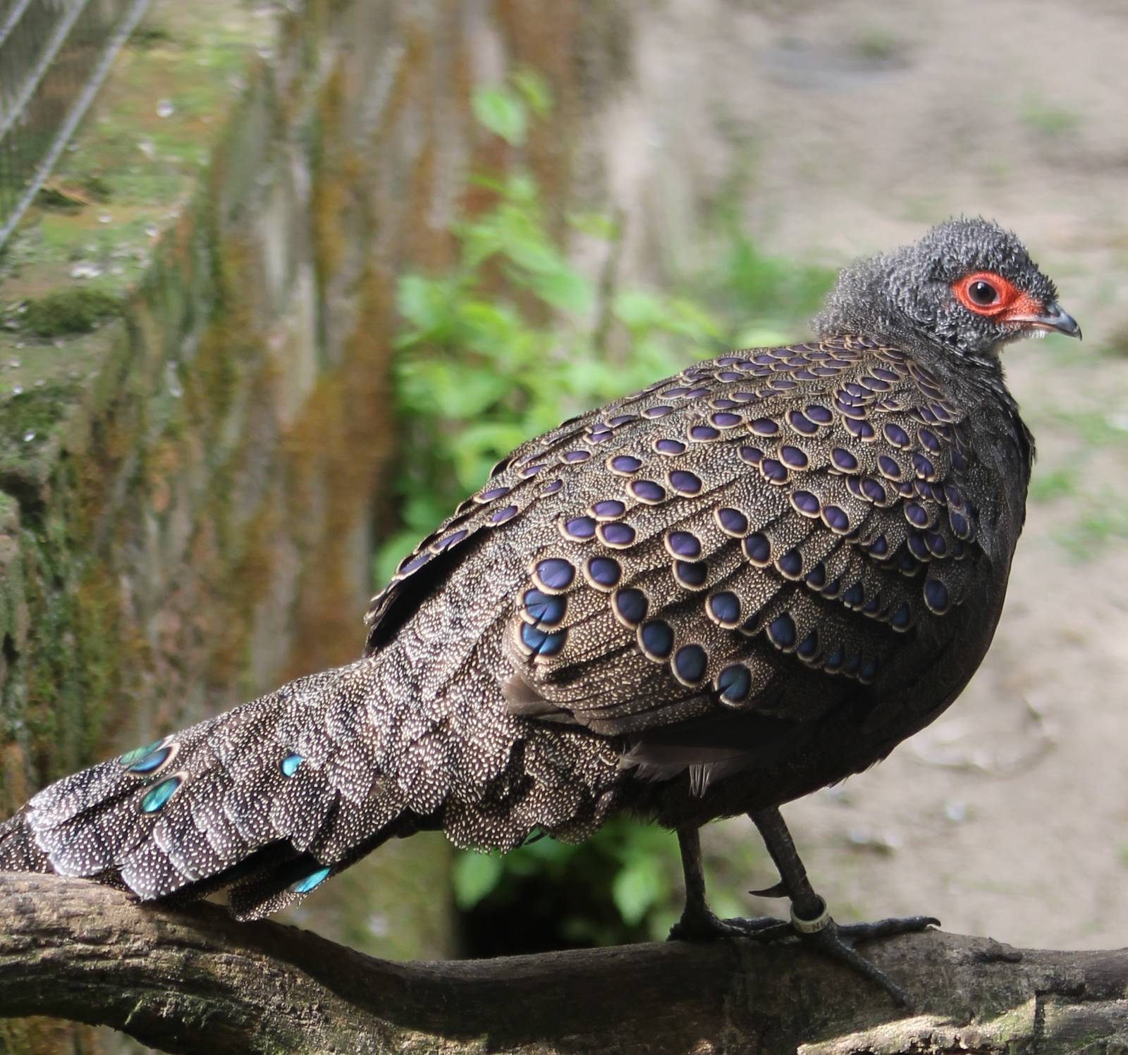 Germain peacock-pheasant